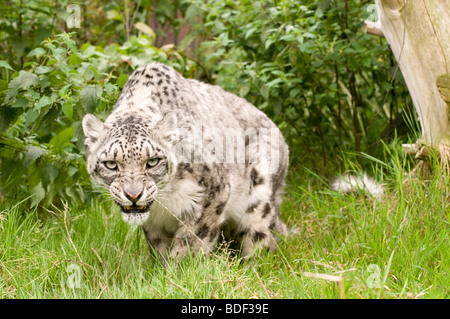 Snow Leopard in Gefangenschaft bei den Santago seltenen Leoparden Zucht-Zentrum in England. Stockfoto