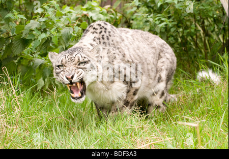 Snow Leopard in Gefangenschaft bei den Santago seltenen Leoparden Zucht-Zentrum in England. Stockfoto