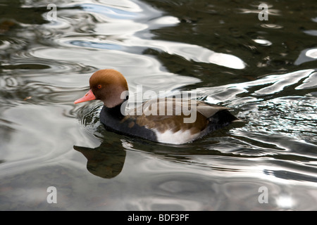 Ein rot-crested Tafelenten Ente (Männchen) Schwimmen im Peasholme Park, Scarborough, Vereinigtes Königreich. Stockfoto