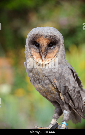 Eine seltene schwarze Schleiereule auf dem Display in East Sussex UK, Bild Jim Holden. Stockfoto
