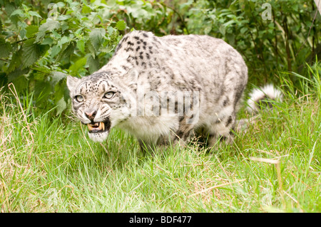 Snow Leopard in Gefangenschaft bei den Santago seltenen Leoparden Zucht-Zentrum in England. Stockfoto