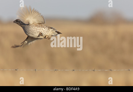 Scharfe Tailed Grouse im Flug Stockfoto