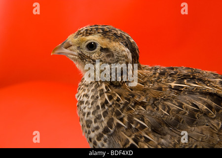 Wachteln Japanisch auf einem roten Hintergrund im studio Stockfoto