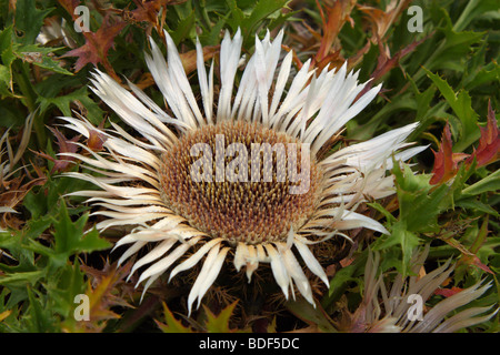 Zwerg Distel stammlose Carline Distel Carlina acaulis Stockfoto