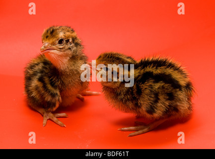Wachteln Japanisch auf einem roten Hintergrund im studio Stockfoto