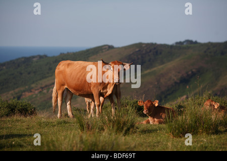 Kühe grasen auf einer Klippe Top Weide in der Nähe von San Sebastián im Norden Spaniens Stockfoto
