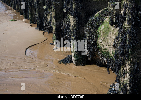 Buhnen voller Algen und Napfschnecken auf Bridlingtons Nordstrandes. Der Sand hat Muster von Maßnahmen durch die Gezeiten. Stockfoto