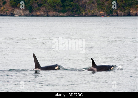 Ein paar der Orca-Wale Oberfläche vor der Westküste von Lopez Island in den San Juan Islands von Washington State, USA. Stockfoto