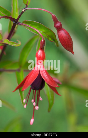 Fuchsia sterben Glut Stockfoto