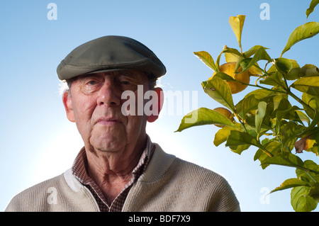 Senior woman Kommissionierung Zitrone von Obstbaum Stockfoto