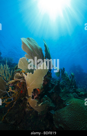 Gorgonien an einem tropischen Korallenriff mit Sonnenstrahlen von oben, Roatan, Honduras Stockfoto