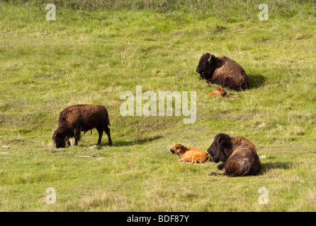 Amerikanische Bisons entlang der Custer State Park Wildlife Loop in der Blak Hills von South Dakota. Stockfoto