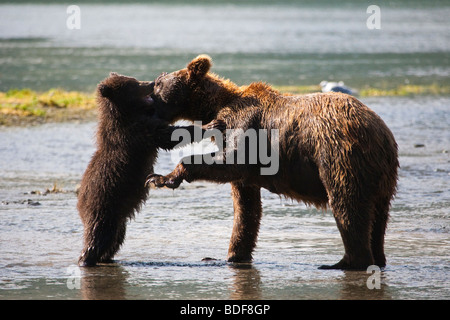 Sonnendurchflutetes Grizzlybär und Cub liebevoll kuschelte in Geographic Bay Gezeitenbecken in Katmai Nationalpark, Alaska Stockfoto