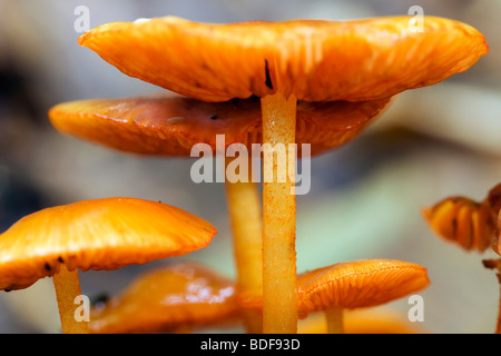 Nahaufnahme der winzige orange Pilze - Pisgah National Forest, in der Nähe von Brevard, North Carolina Stockfoto