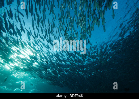 Black Jack (Caranx Lugubris), große Schule oder Köder Ball über das Liberty-Wrack in Tulamben, Bali. Stockfoto