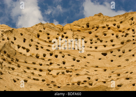 Kolonie von Schwalben. Aktive Sand Martin Brutkolonie. Stockfoto