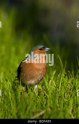 Buchfink sitzt auf der Erde in einem grünen Rasen. Stockfoto