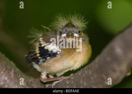 Wildvögel in einen natürlichen Lebensraum. Tierfotografie. Stockfoto