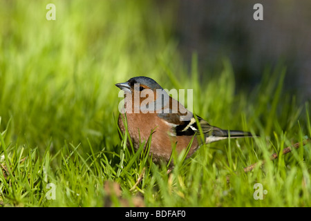 Buchfink sitzt auf der Erde in einem grünen Rasen. Stockfoto