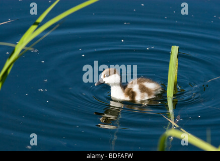 Das kleine Entlein schöne schwebt dunkelblaue Wasser Stockfoto