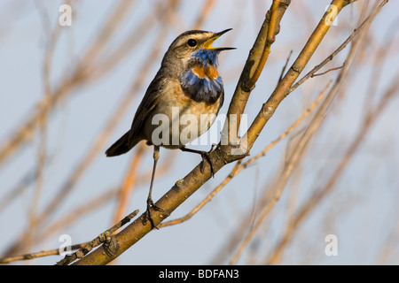 Die männlichen Blaukehlchen hocken auf einem Ast des Baumes und singt ein Frühlings-Liebeslied. Stockfoto