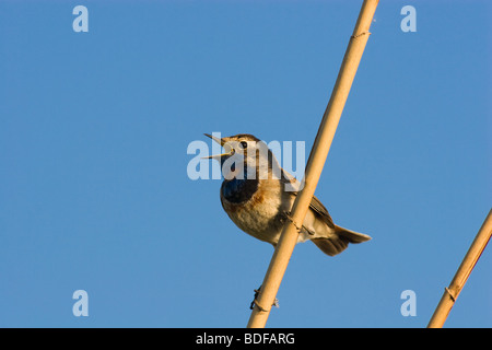 Die männlichen Blaukehlchen hocken auf einem Ast des Baumes. Er singt ein Frühlings-Liebeslied. Stockfoto