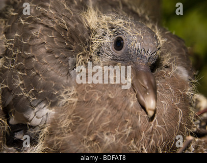 Das Nest. Russland, die Oblast Rjasan, Pronsky, Dorf Denisovo. Stockfoto