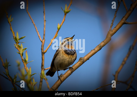 Die männlichen Blaukehlchen hocken auf einem Ast des Baumes und singt ein Frühlings-Liebeslied. Stockfoto