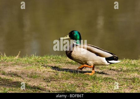 Die Drake Spaziergänge am Flussufer. Stockfoto