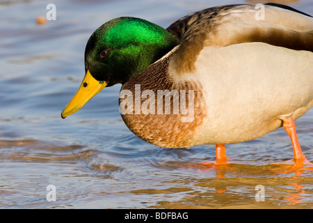 Nahaufnahme Foto zeigt die grünen leuchtenden Farben die männliche Stockente. Stockfoto