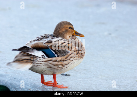 Partielle Albino einer Ente. Von einer wilden Stockente weiblich. Stockfoto