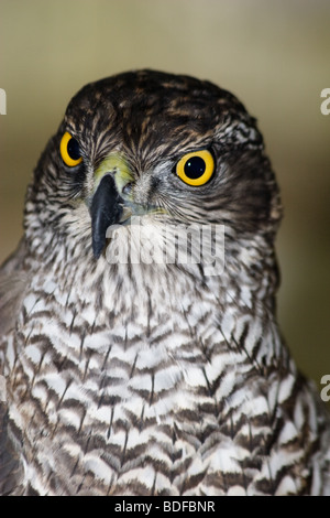 Nördlichen Habicht (Accipiter Gentilis). Mutige Porträt von einem Räuber Stockfoto