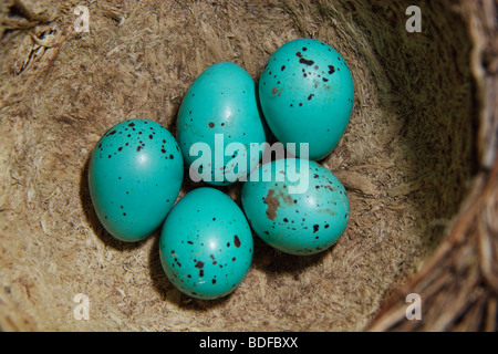 Sechs Eiern in ein Nest von einer Singdrossel. Farbe Eier für Ostern Stockfoto