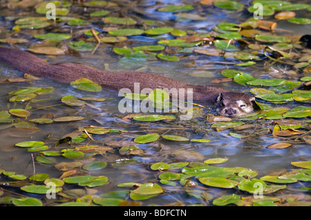 Eurasische Fischotter (Lutra Lutra) schwimmen Stockfoto