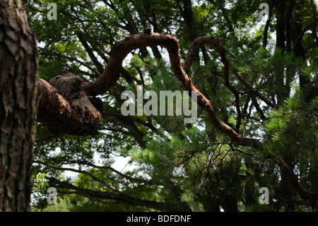 Japanische rot-Kiefer (Pinus Densiflora). Imperial Palace Park. Kyoto. Kansai (aka Kinki) Region. Japan Stockfoto
