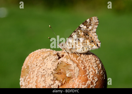 Distelfalter Schmetterling, Vanessa Cardui, Midlands, August 2009 Stockfoto