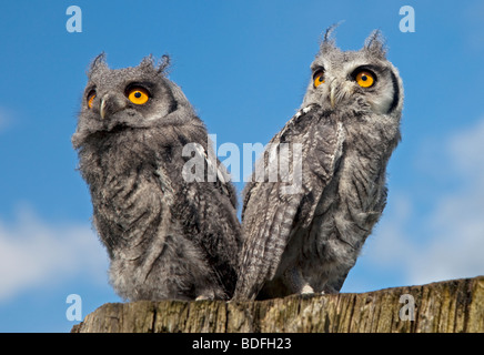 Zwei weiße konfrontiert Zwergohreule Eulenküken (Ptilopsis Leucotis) Stockfoto