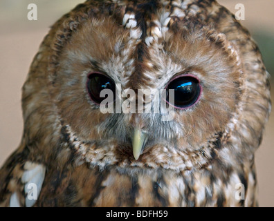 Waldkauz (Strix Aluco) Porträt Stockfoto