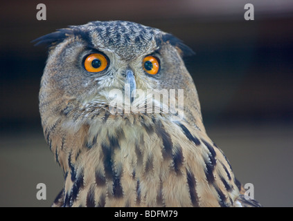 Eurasische Adler-Eule (Bubo Bubo) Porträt Stockfoto
