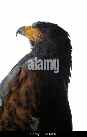 Harris Hawk wandte seinen Kopf herum, isoliert auf weiss Stockfoto