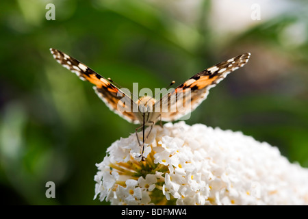 Pianted Lady Butterfly saugen Nektar aus Blume Nahaufnahme, Frontalansicht Stockfoto