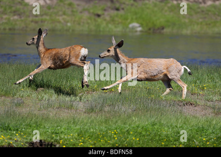 Mule Deer Odocoileus Hemionus koppeln laufen und jagen einander an einem Flussufer Stockfoto