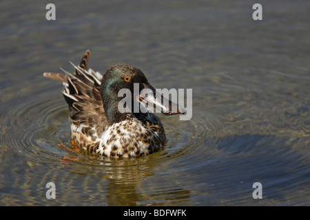 Nördlichen Löffelente Anas Clypeata in einen Teich machen Blickkontakt und ein Spiegelbild im Wasser schwimmen Stockfoto