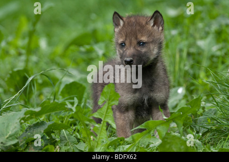 Wolf (Canis Lupus), Jungtier, Tierpark Sababurg, Hofgeismar, Hessen, Norddeutschland, Europa Stockfoto