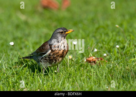 Wacholderdrossel (Turdus Pilaris), Kassel, Hessen, Norddeutschland, Europa Stockfoto