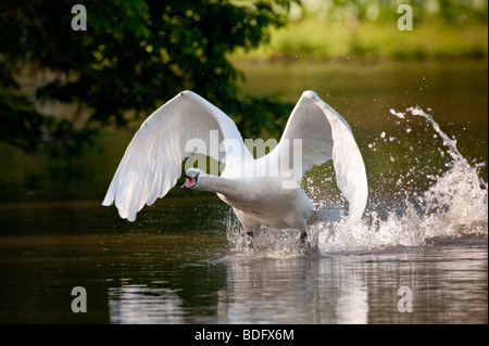 Höckerschwan (Cygnus Olor) beginnen zu fliegen, Kassel, Hessen, Norddeutschland, Europa Stockfoto