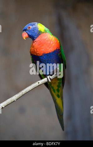 Lorikeet (Loriinae), Tierpark Marlow, Mecklenburg-Western Pomerania, Deutschland, Europa Stockfoto