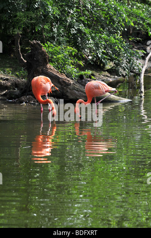 Zwei Flamingos auf der Suche nach Nahrung in den everglades Stockfoto