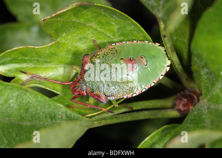 Weißdorn Shieldbug Nymphe Acanthosoma haemorrhoidale Stockfoto