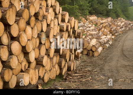 Stapel der Protokolle in einem Wald Stockfoto